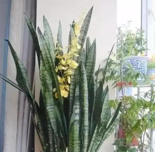 虎皮植物的养殖方法是什么？如何保持其健康生长？