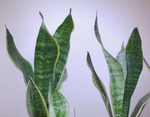 虎皮植物的养殖方法是什么？如何保持其健康生长？