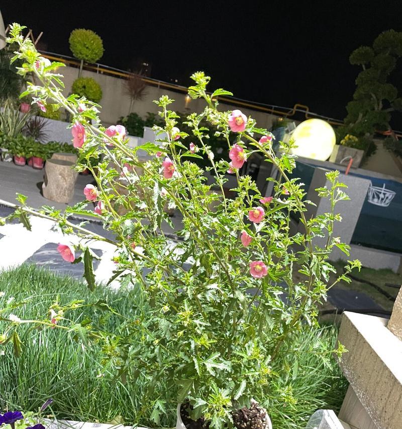 木槿换盆的最佳时机和步骤是什么？
