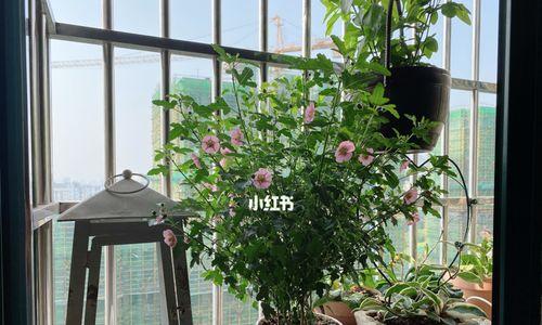 木槿换盆的最佳时机和步骤是什么？