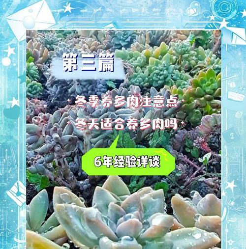 多肉植物生长缓慢怎么办？如何加速多肉植物生长？