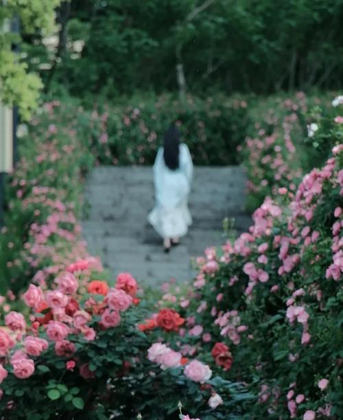 蔷薇的薇字怎么写？蔷薇的正确书写方法是什么？
