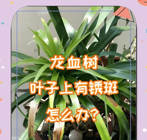龙雪树叶子变黄的解决办法是什么？