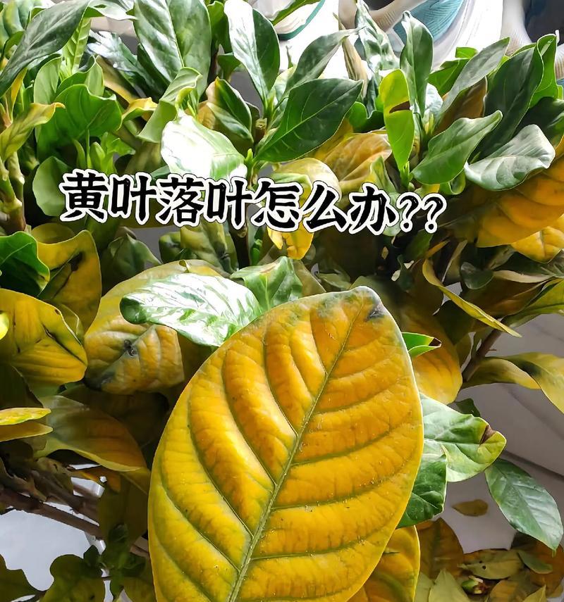 龙雪树叶子变黄的解决办法是什么？