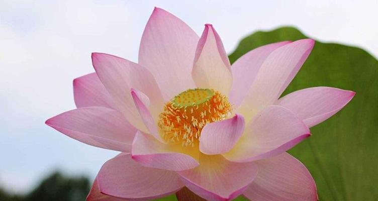 荷花有哪些特征？如何辨认荷花的不同品种？