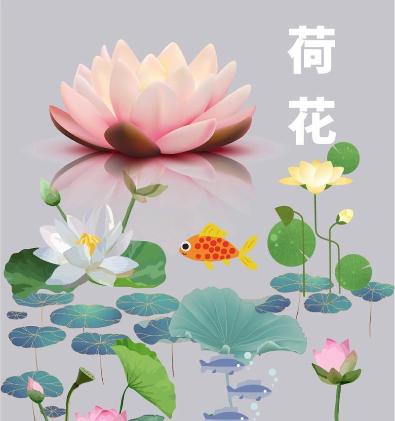 荷花有哪些特征？如何辨认荷花的不同品种？