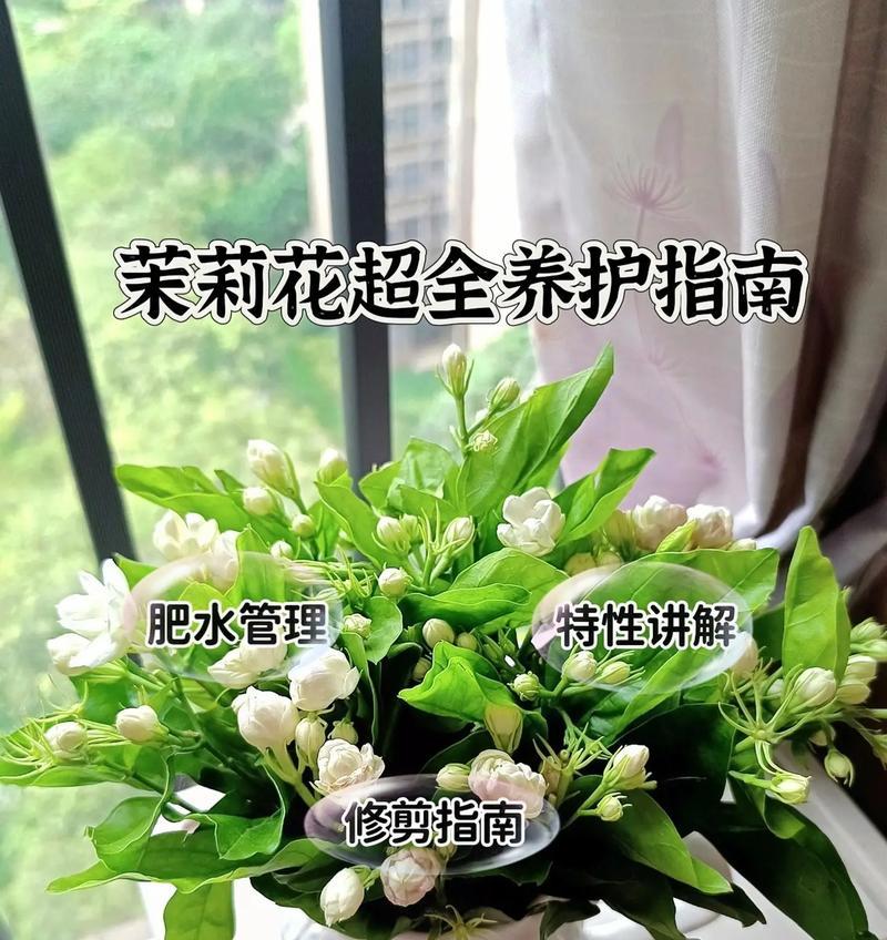 茉莉盆栽怎么养？怎样才能开出更多花朵？