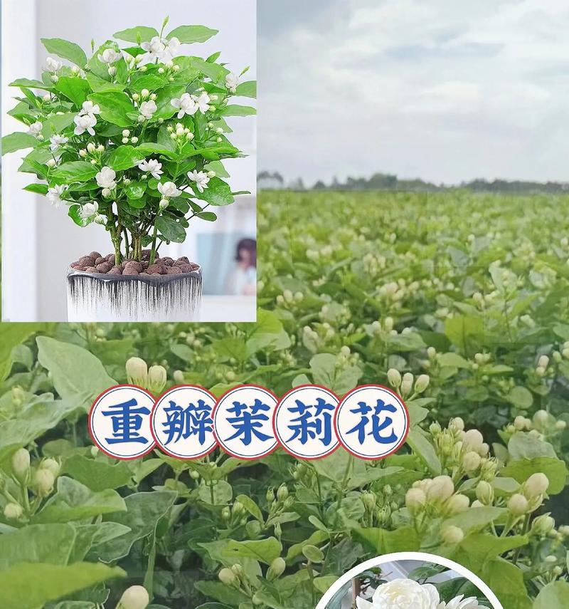 茉莉盆栽怎么养？怎样才能开出更多花朵？