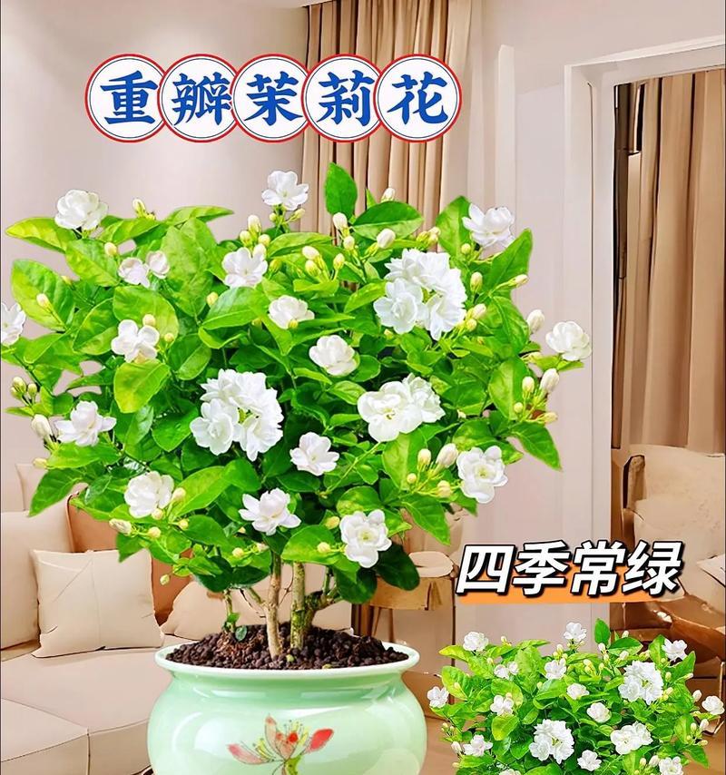 茉莉盆栽怎么养？怎样才能开出更多花朵？