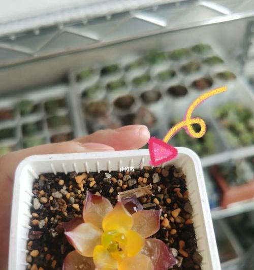 多肉植物化水的原因是什么？如何处理和预防？