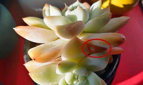 多肉植物化水的原因是什么？如何处理和预防？