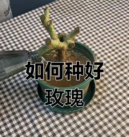 老桩玫瑰嫩芽干枯的原因是什么？如何预防？
