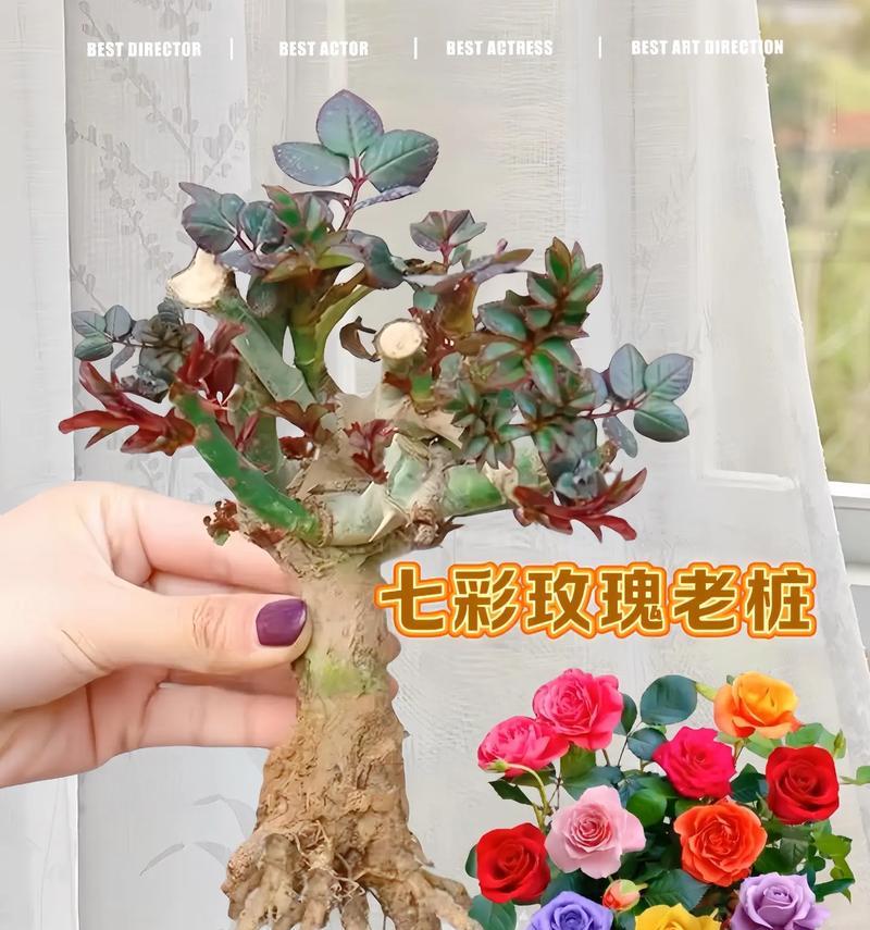 老桩玫瑰嫩芽干枯的原因是什么？如何预防？