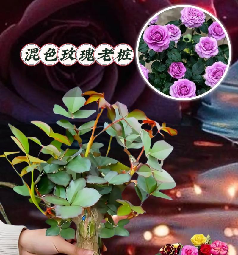 老桩玫瑰嫩芽干枯的原因是什么？如何预防？