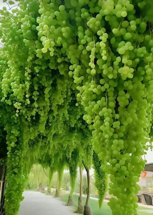 第二年葡萄留枝的最佳方法是什么？怎样才能提高产量？