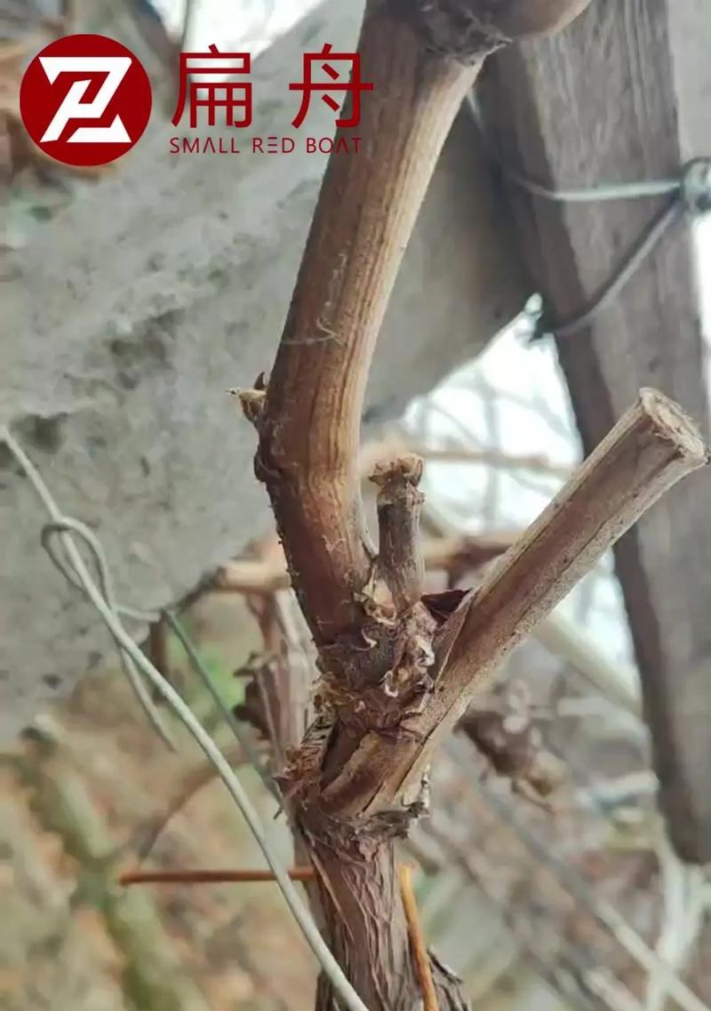 第二年葡萄留枝的最佳方法是什么?怎样才能提高产量?