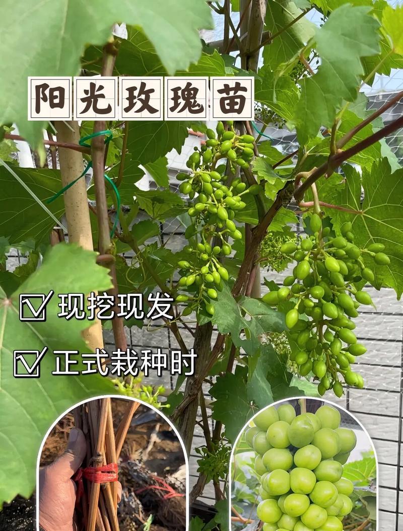 第二年葡萄留枝的最佳方法是什么？怎样才能提高产量？