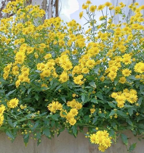 野菊花繁殖方法有哪些？如何保证成活率？