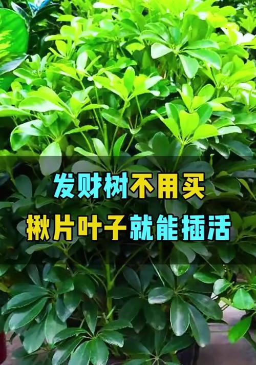 发财树扦插成功的关键是什么？