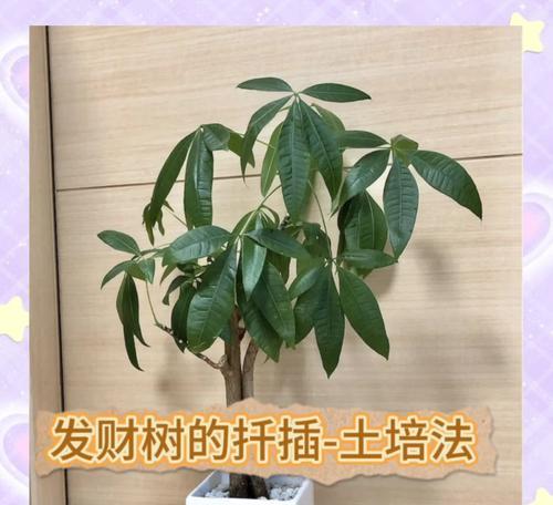 发财树扦插成功的关键是什么？