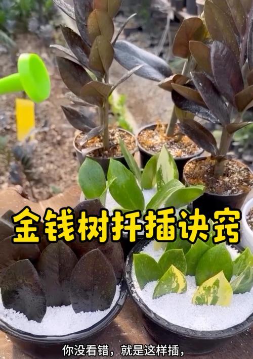 发财树扦插成功的关键是什么？