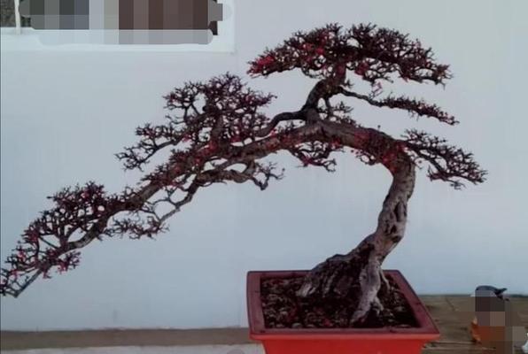 荀子盆景的养护技巧有哪些？