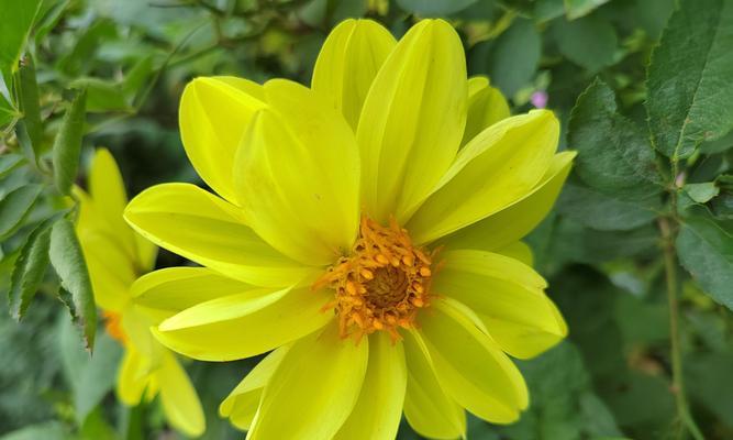 小丽花怎么养?小丽花的繁殖方法是什么?