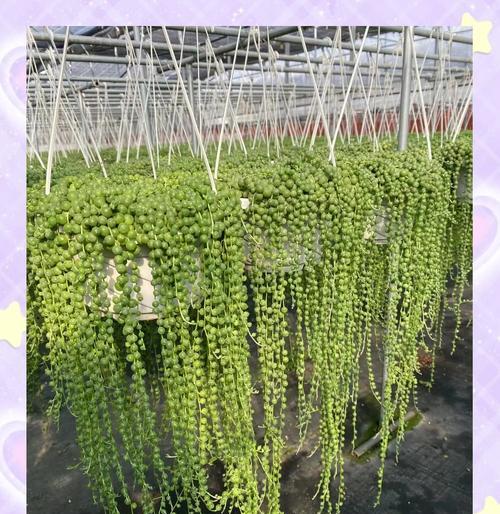 多肉佛珠干瘪怎么办？如何恢复饱满？