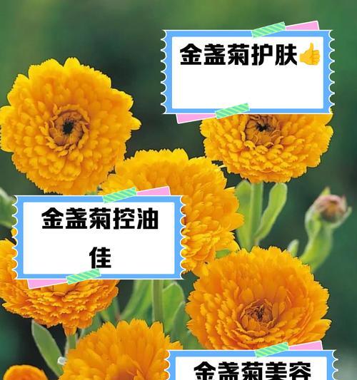 金盏菊的种植方法是什么？金盏菊种植需要注意哪些事项？