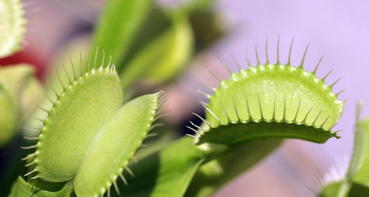 水里成堆的绿色植物是什么？这种植物的养护方法有哪些？
