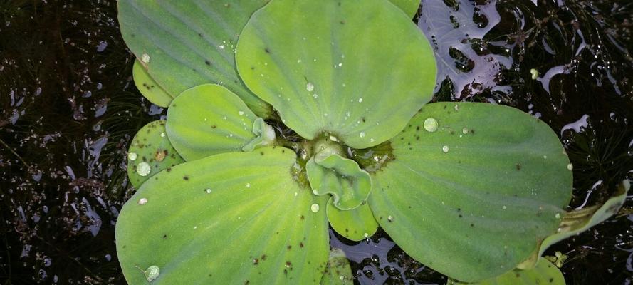 水里成堆的绿色植物是什么？这种植物的养护方法有哪些？