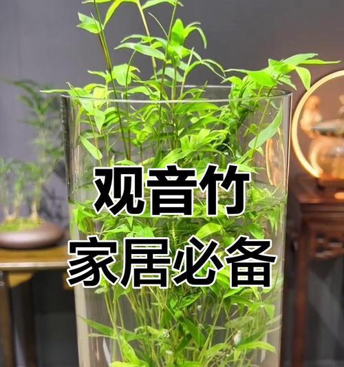 水里成堆的绿色植物是什么？这种植物的养护方法有哪些？
