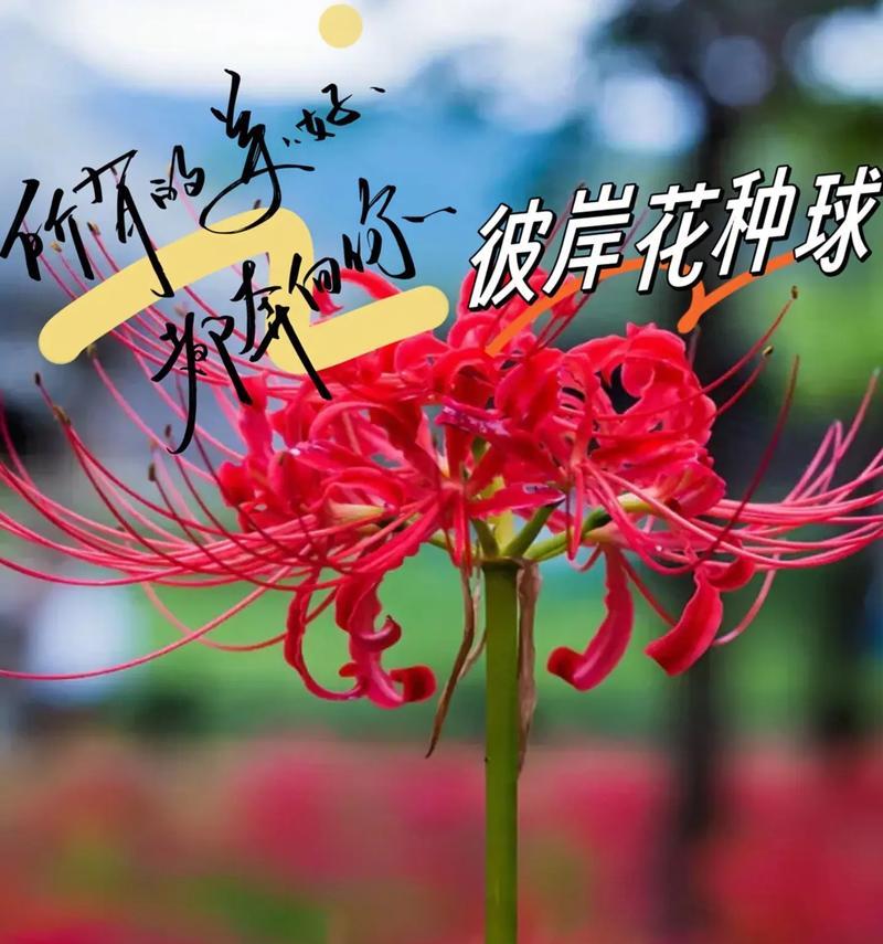 彼岸花的养殖方法有哪些？怎样才能养出美丽的彼岸花？