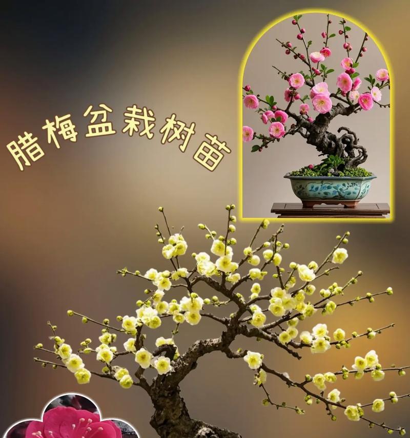 新栽梅花的养护方法是什么？如何确保梅花顺利生长？