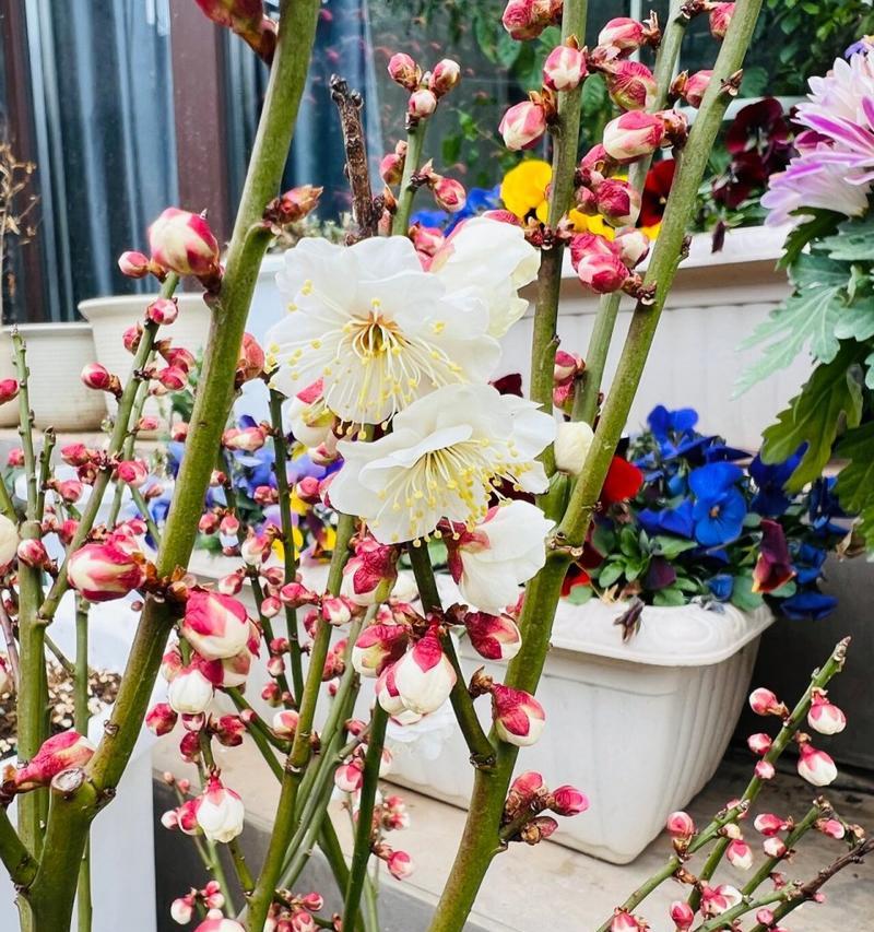 新栽梅花的养护方法是什么？如何确保梅花顺利生长？