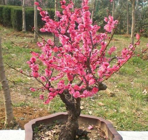 新栽梅花的养护方法是什么？如何确保梅花顺利生长？