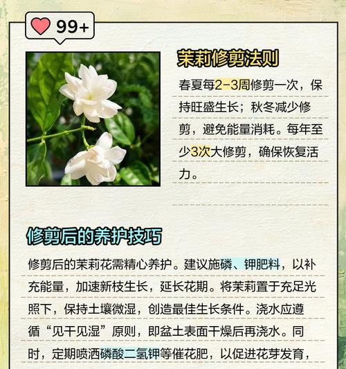 茉莉花的修剪技巧是什么？如何正确修剪茉莉花？