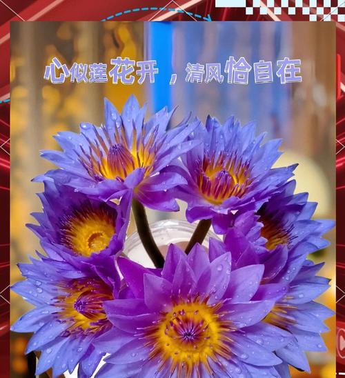 睡莲插花瓶里怎么养？需要多长时间换水一次？