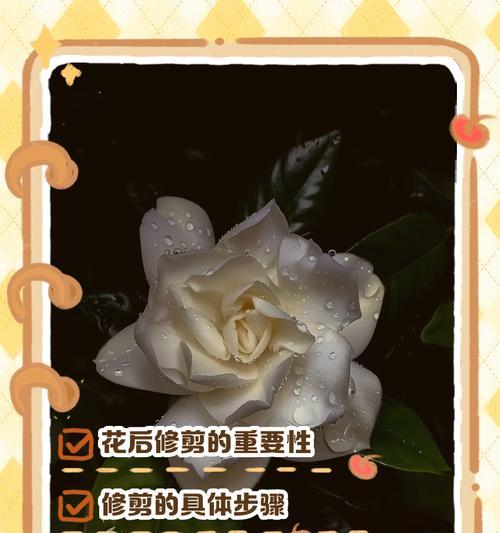 栀子花的开花时间是什么时候?如何促进栀子花开花?
