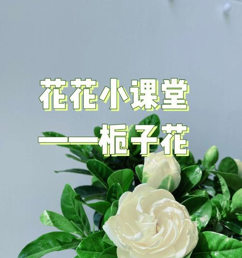 栀子花的开花时间是什么时候？如何促进栀子花开花？