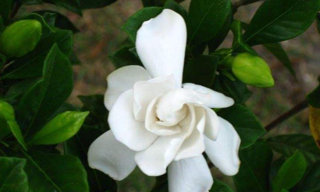 栀子花的开花时间是什么时候？如何促进栀子花开花？