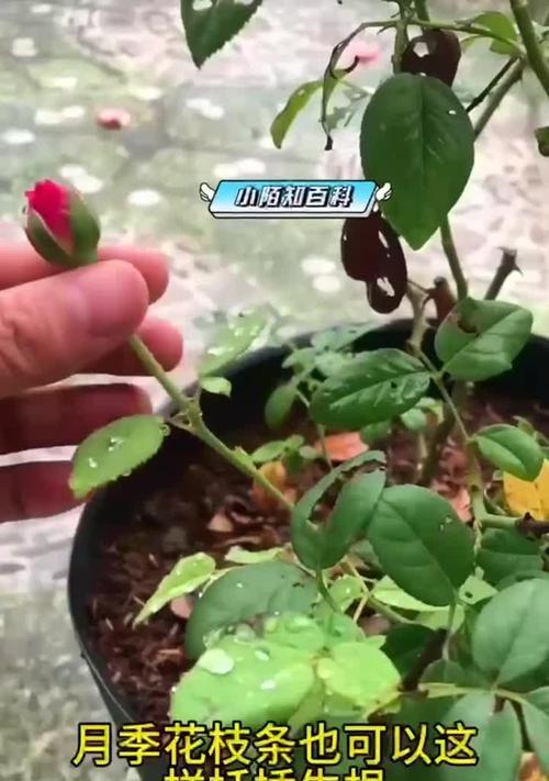 月季花扦插的最佳季节是什么时候？扦插后如何管理？