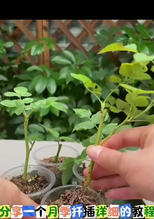 月季花扦插的最佳季节是什么时候？扦插后如何管理？