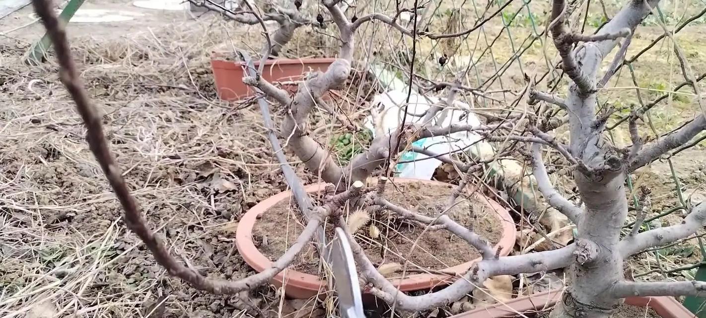 盆栽苹果树生长缓慢怎么办？