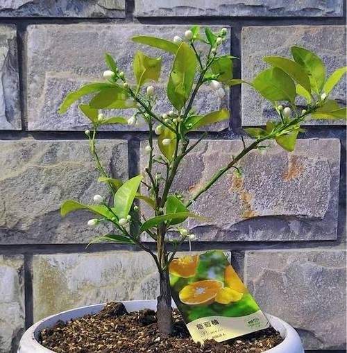 盆栽苹果树生长缓慢怎么办？