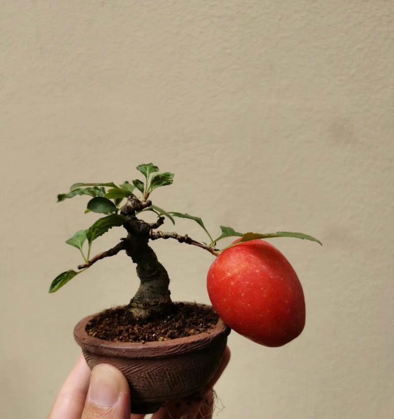 盆栽苹果树生长缓慢怎么办？
