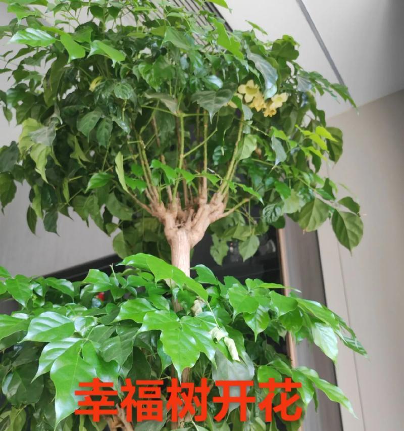 树的花语有哪些？它们分别代表什么寓意？