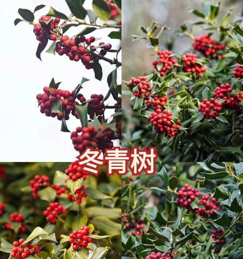 树的花语有哪些？它们分别代表什么寓意？