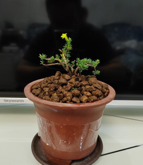 幽默的瑞香花语是什么意思？瑞香花的寓意有哪些？