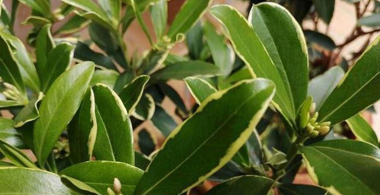 幽默的瑞香花语是什么意思？瑞香花的寓意有哪些？